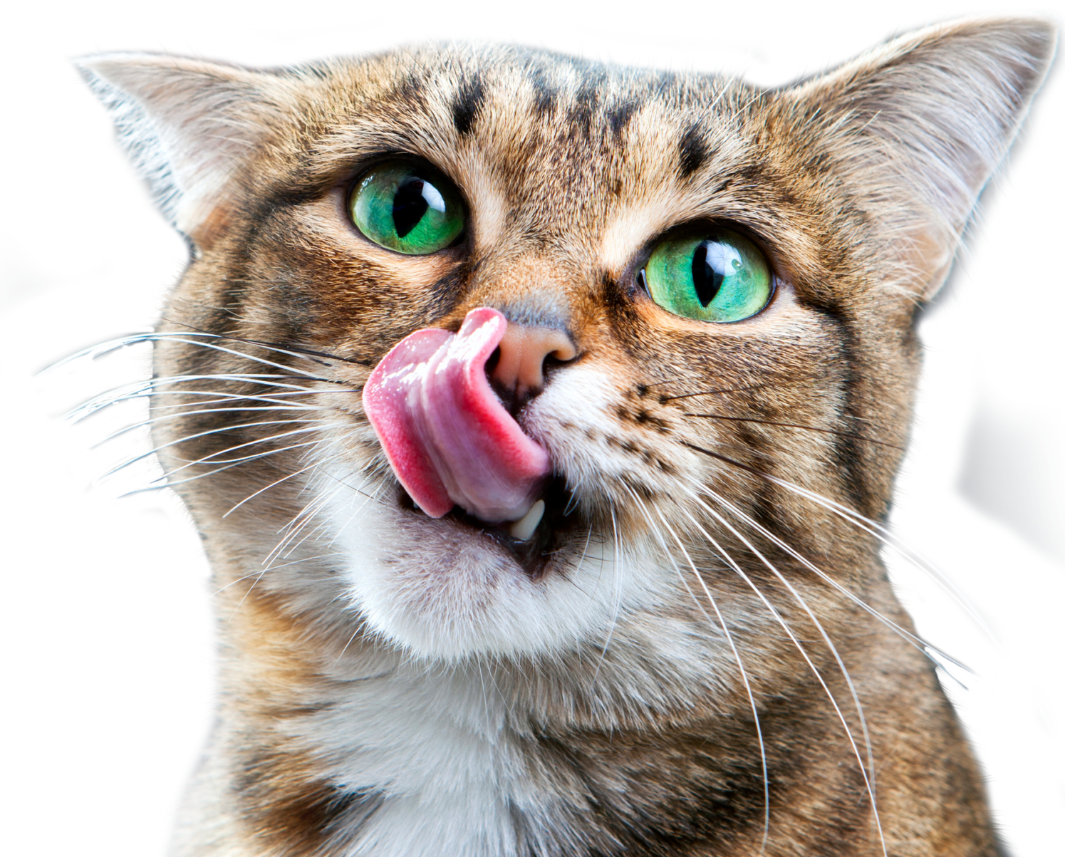 cat-with-tongue-out-trimmed2
