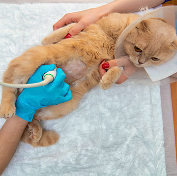 cat-ultrasound-animal-medical-center-of-austin-mobile