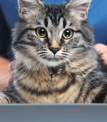 cat-with-vet-animal-medical-center-of-austin-mobile