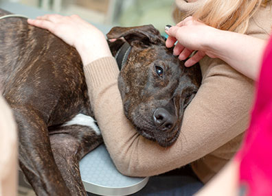 comfort-dog-animal-medical-center-of-austin