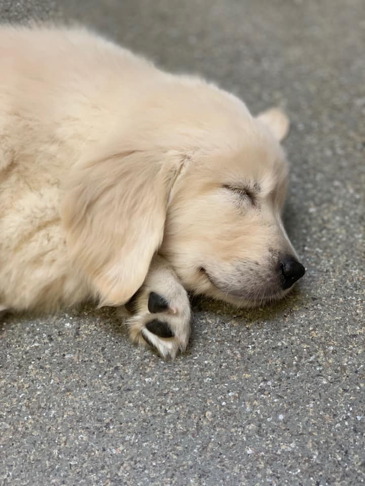 Sleeping Golden